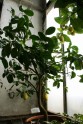 Citroni LU Botāniskajā dārzā - 17