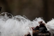 Ledus mati, sniegs, ziema Foto: Marija Tuče