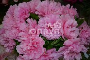 Carnation Bouquet_result_result