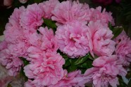 Carnation Bouquet_result