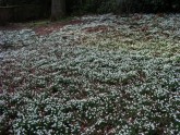 Galanthus at Earl of Dalhouise