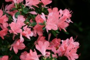 LU Botāniskajā dārzā zied acālijas - 2