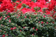 LU Botāniskajā dārzā zied acālijas - 7