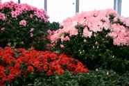 LU Botāniskajā dārzā zied acālijas - 10