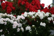 LU Botāniskajā dārzā zied acālijas - 14