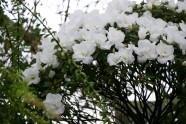 LU Botāniskajā dārzā zied acālijas - 15
