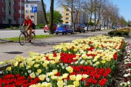 Iepazīsti Ventspili vietējo acīm: pavasara un vasaras ziedi - 3