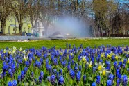 Iepazīsti Ventspili vietējo acīm: pavasara un vasaras ziedi - 4