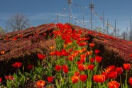 Iepazīsti Ventspili vietējo acīm: pavasara un vasaras ziedi - 6