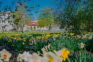 Iepazīsti Ventspili vietējo acīm: pavasara un vasaras ziedi - 8