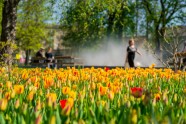 Iepazīsti Ventspili vietējo acīm: pavasara un vasaras ziedi - 10