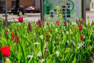 Iepazīsti Ventspili vietējo acīm: pavasara un vasaras ziedi - 15