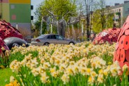 Iepazīsti Ventspili vietējo acīm: pavasara un vasaras ziedi - 20