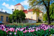 Iepazīsti Ventspili vietējo acīm: pavasara un vasaras ziedi - 25