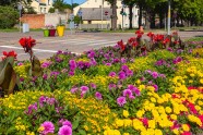 Iepazīsti Ventspili vietējo acīm: pavasara un vasaras ziedi - 30