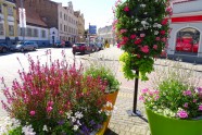 Iepazīsti Ventspili vietējo acīm: pavasara un vasaras ziedi - 32