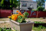 NVO "Radi Vidi Pats" lietu maiņas punkts un kopienas dārzs Liepājā - 41