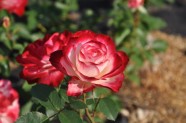 NBD zied rozes - 3