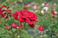 NBD zied rozes - 5