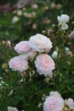 NBD zied rozes - 6