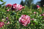 NBD zied rozes - 11