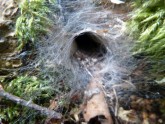 spider web 01