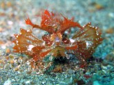Ambon Scorpionfish 1