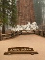 Giant sequoias "General Sherman " wrapped in foil to protect from US forest fires - 1