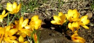 Tukumā daba mostas pavasarim (16.03.2022) - 8
