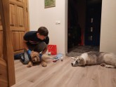Vilkaušas ģimenes foto ar Ērgļos atrastu klaiņojošu suni - 11