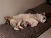 Vilkaušas ģimenes foto ar Ērgļos atrastu klaiņojošu suni - 12