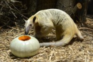 Rīgas zooloģiskajam dārzam aprit 30 gadi nacionālā zoodārza statusā - 12