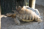 Rīgas zooloģiskajam dārzam aprit 30 gadi nacionālā zoodārza statusā - 17