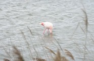 Atpūta Francijā: kamargas vērši, zirgi un flamingo - 14