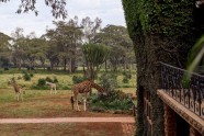 Viesnīca Āfrikā "Žirafu muiža" - 17