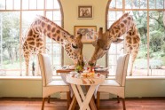 Viesnīca Āfrikā "Žirafu muiža" - 27