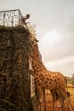 Viesnīca Āfrikā "Žirafu muiža" - 28