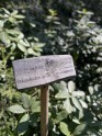 Agrie rododendri Lāčupītes dendrārijā