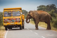 Ceļojums uz Šrilanku - 14