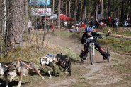 Siberian Husky kamanu suņu sacensības Garkalnē 02.05.2009.