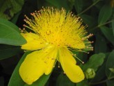 yellow flower6