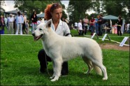 Baltasi šveices ganu suns