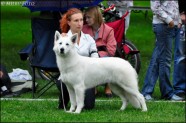 Baltasi šveices ganu suns (2)