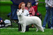 Baltasi šveices ganu suns (3)