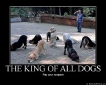 633502099591711182-king-of-all-dogs