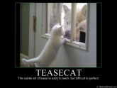 633517156845705799-teasecat---the-subtle-art-of-tease-is-easy-to-learn---moticats