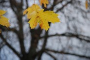rudenss 022