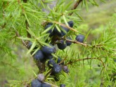 Можжевельник / Juniperus