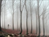 Fog_Forest_4