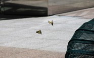 Бабочки в Городе.
